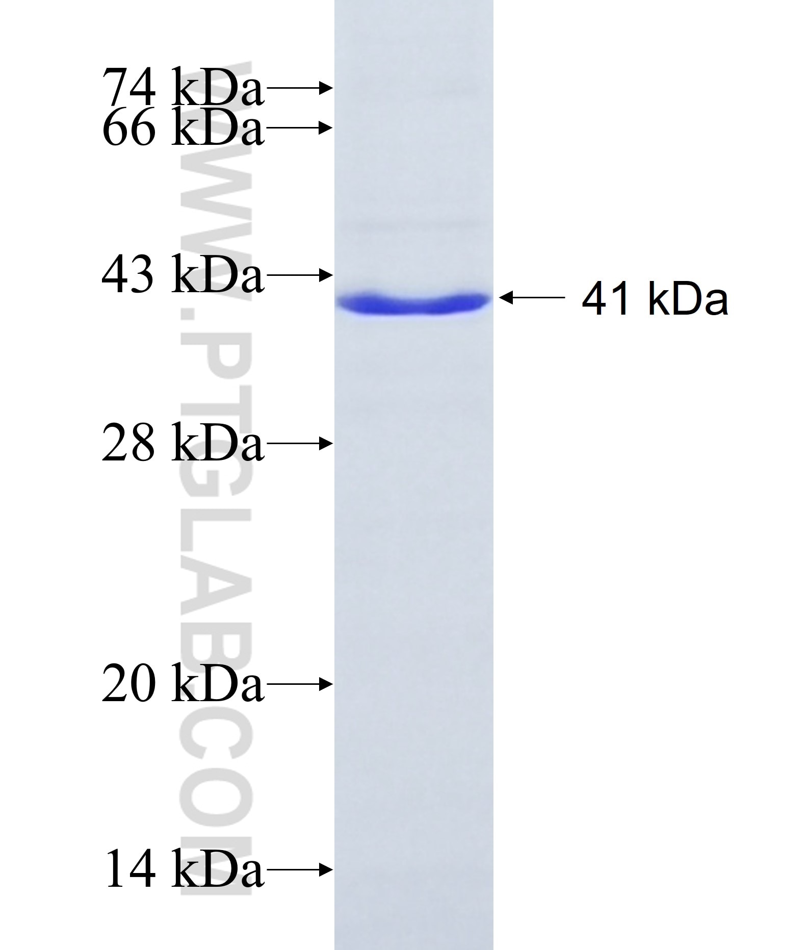 SHBG fusion protein Ag12683 SDS-PAGE