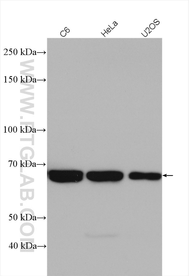 Western Blot (WB) analysis of various lysates using SHC Polyclonal antibody (10054-1-AP)
