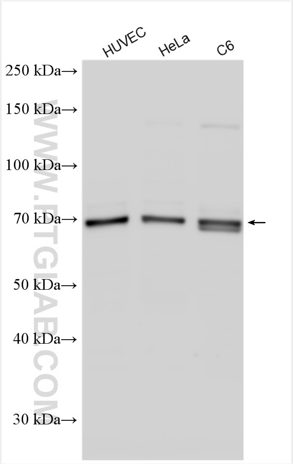 Western Blot (WB) analysis of various lysates using SHC Polyclonal antibody (10054-1-AP)
