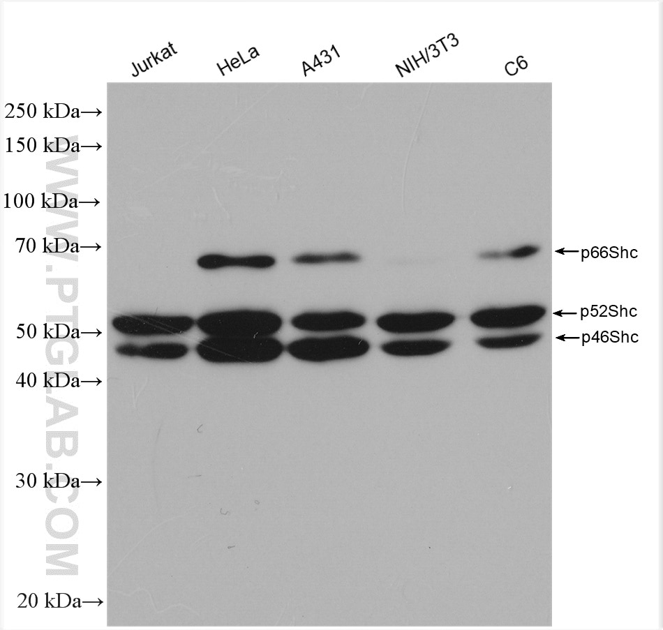 Western Blot (WB) analysis of various lysates using SHC Polyclonal antibody (12496-1-AP)