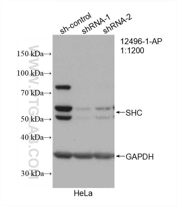 Western Blot (WB) analysis of HeLa cells using SHC Polyclonal antibody (12496-1-AP)