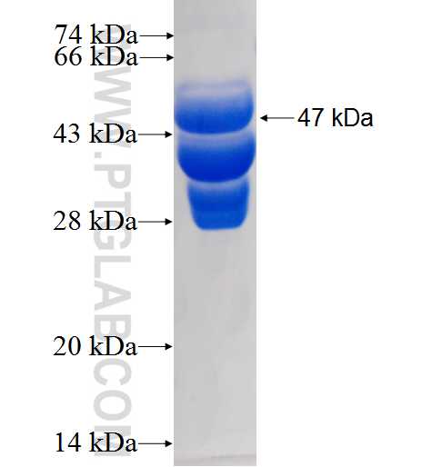SHC1 fusion protein Ag0103 SDS-PAGE