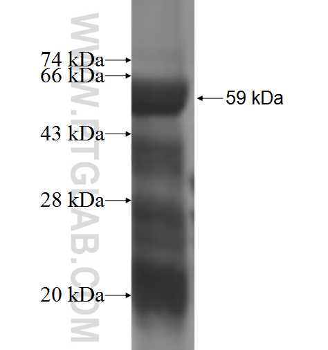 SHC1 fusion protein Ag3165 SDS-PAGE