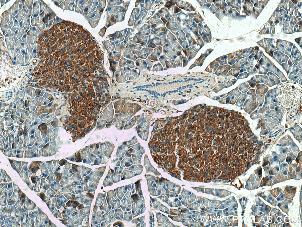 Immunohistochemistry (IHC) staining of mouse pancreas tissue using SHC3 Polyclonal antibody (12436-1-AP)