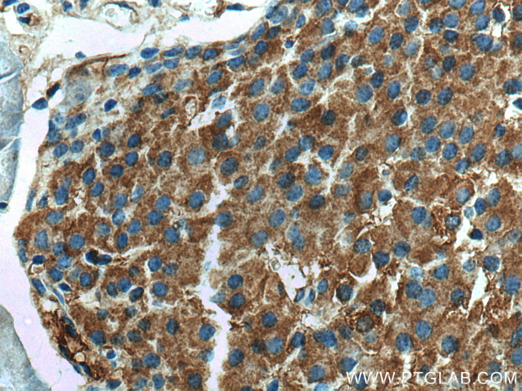 Immunohistochemistry (IHC) staining of mouse pancreas tissue using SHC3 Polyclonal antibody (12436-1-AP)