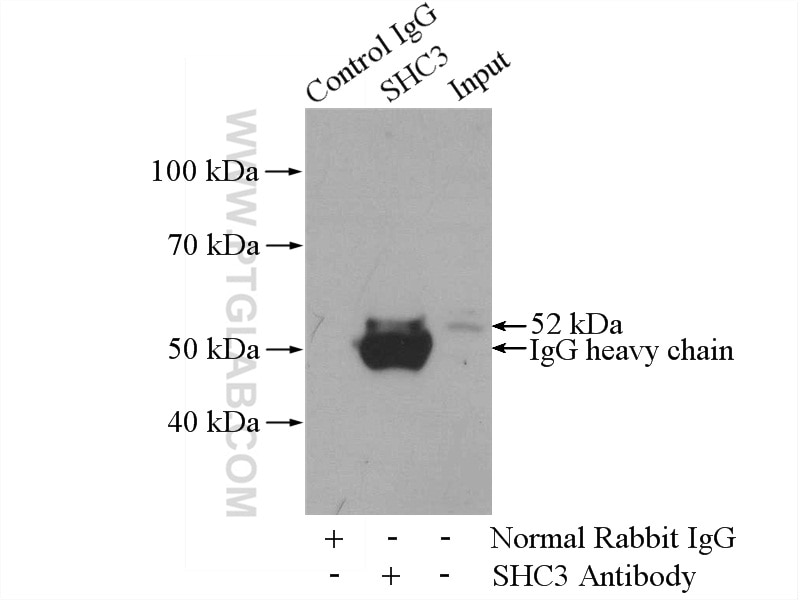 Immunoprecipitation (IP) experiment of BxPC-3 cells using SHC3 Polyclonal antibody (12436-1-AP)