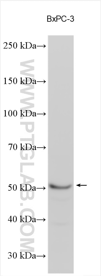 Western Blot (WB) analysis of various lysates using SHC3 Polyclonal antibody (12436-1-AP)
