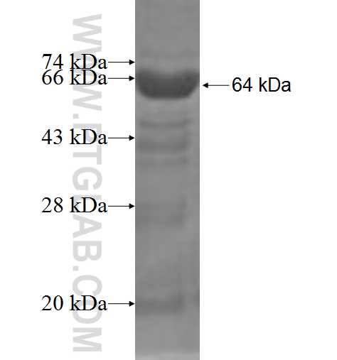 SHC3 fusion protein Ag3115 SDS-PAGE