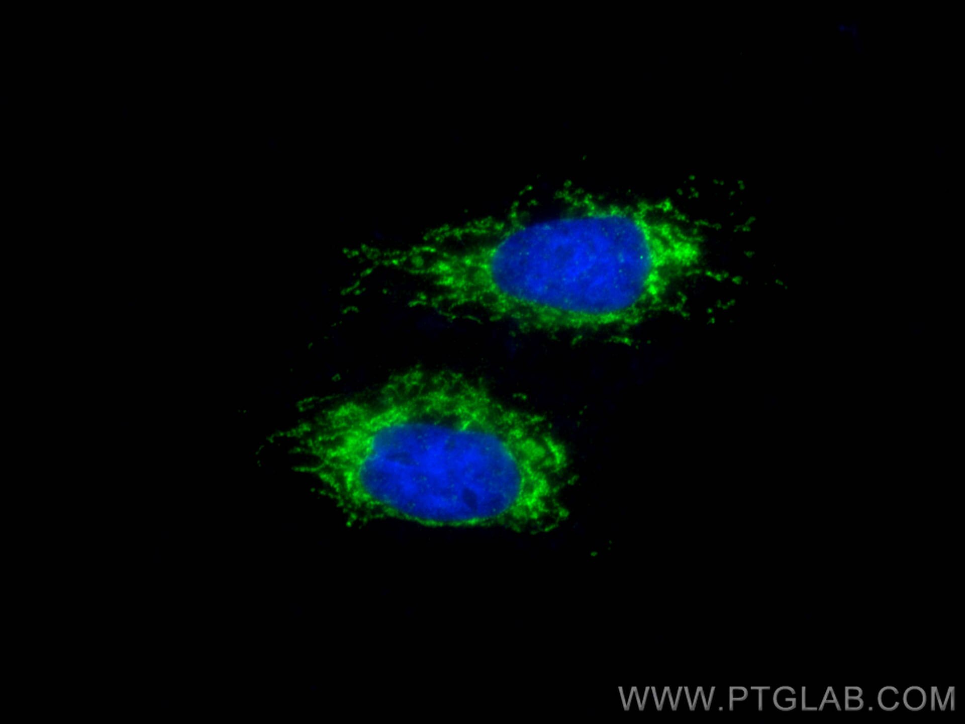 Immunofluorescence (IF) / fluorescent staining of HepG2 cells using SHC4 Polyclonal antibody (12641-1-AP)