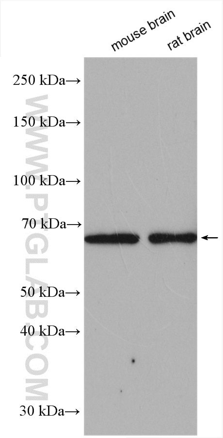 Western Blot (WB) analysis of various lysates using SHC4 Polyclonal antibody (12641-1-AP)