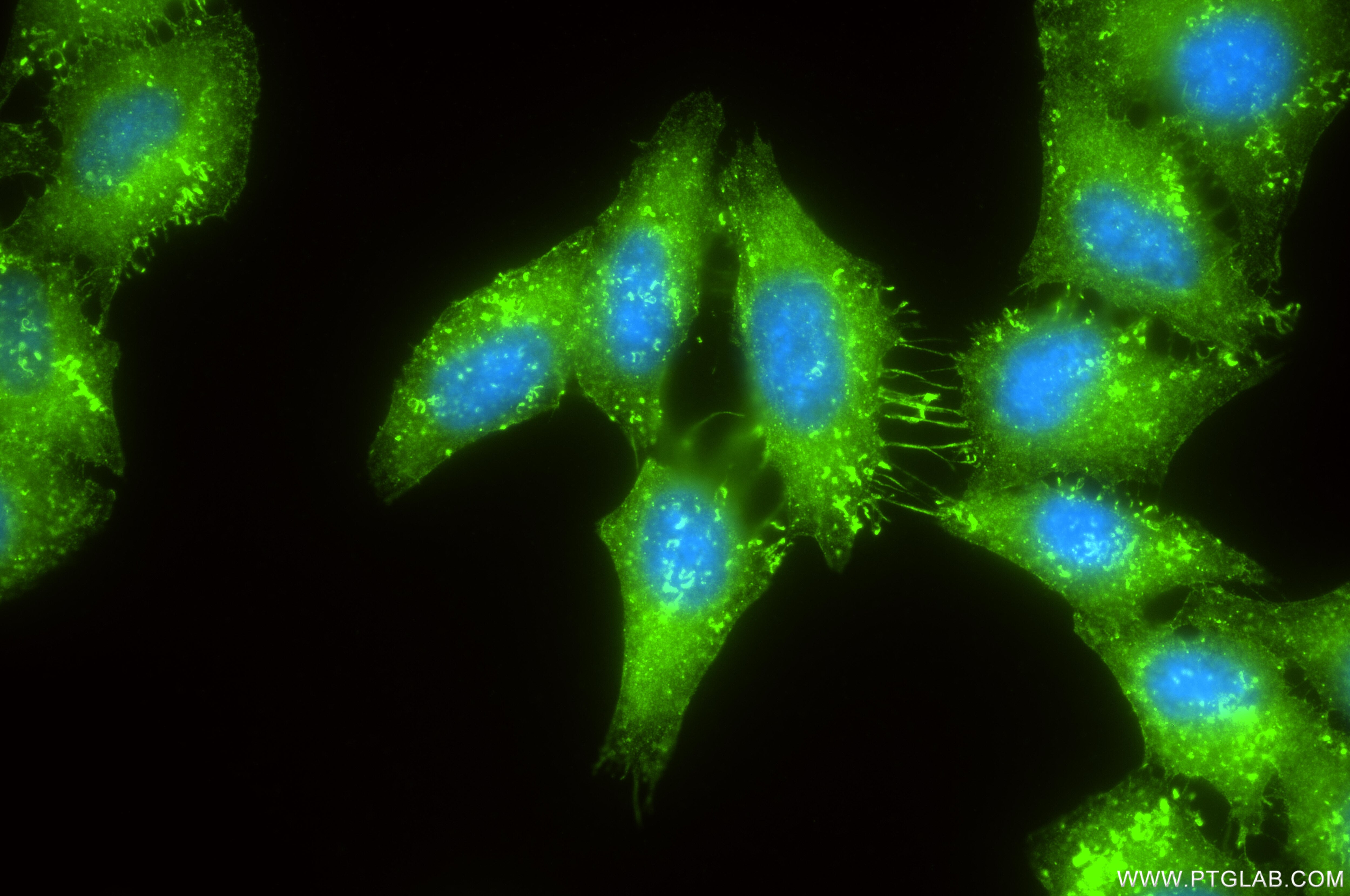 Immunofluorescent analysis of (-20°C Ethanol) fixed HepG2 cells using SHC4 antibody (85181-4-RR, Clone: 242805E3 ) at dilution of 1:200 and CoraLite®488-Conjugated Goat Anti-Rabbit IgG(H+L) (SA00013-2). Immunofluorescence (IF) / fluorescent staining of HepG2 cells using SHC4 Recombinant monoclonal antibody (85181-4-RR)