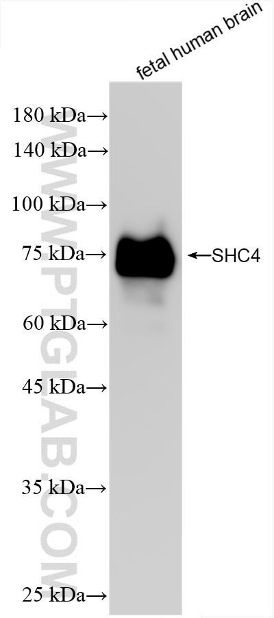 SHC4