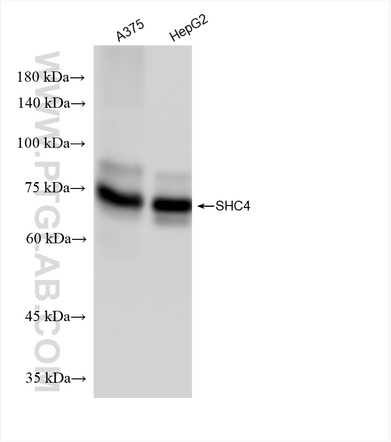 WB analysis using 85181-4-RR Western Blot (WB) analysis of various lysates using SHC4 Recombinant monoclonal antibody (85181-4-RR)