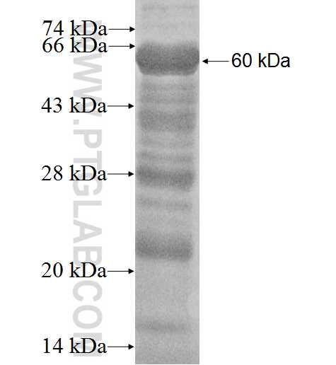 SHC4 fusion protein Ag3336 SDS-PAGE