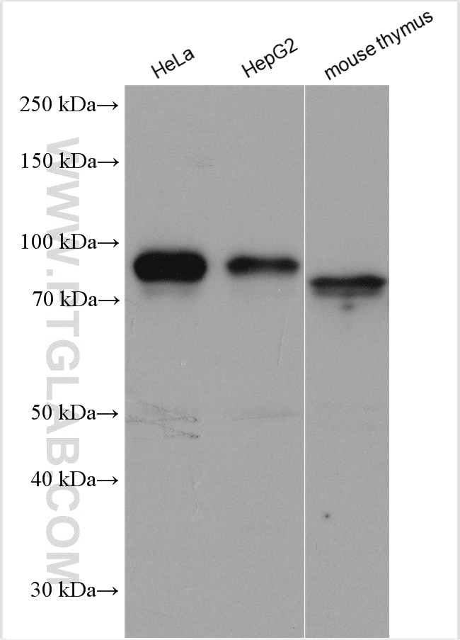 Western Blot (WB) analysis of various lysates using SHCBP1 Polyclonal antibody (12672-1-AP)