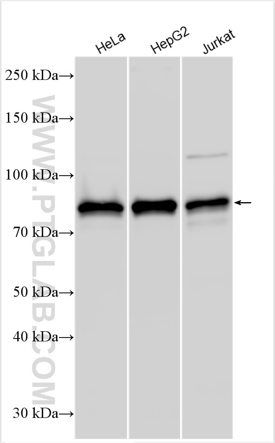 Western Blot (WB) analysis of various lysates using SHCBP1 Polyclonal antibody (12672-1-AP)