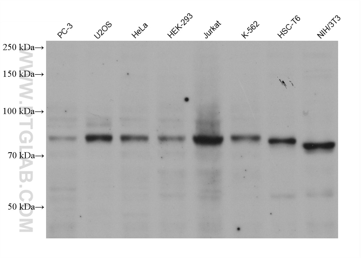 Western Blot (WB) analysis of various lysates using SHCBP1 Monoclonal antibody (68647-1-Ig)