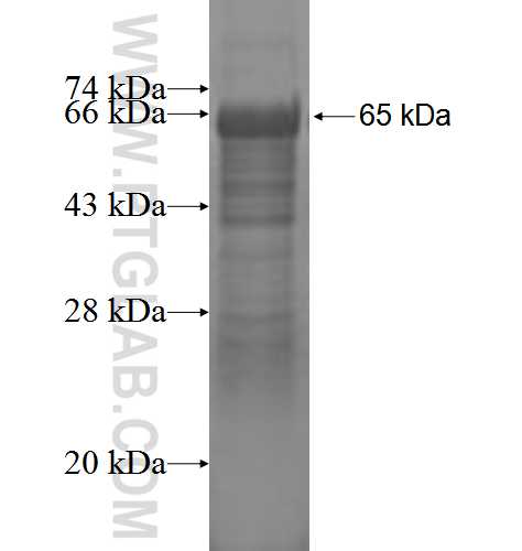 SHCBP1 fusion protein Ag3355 SDS-PAGE