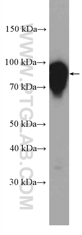 Western Blot (WB) analysis of rat testis tissue using SHCBP1L Polyclonal antibody (27108-1-AP)