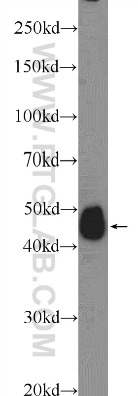 Western Blot (WB) analysis of mouse brain tissue using SHD Polyclonal antibody (20814-1-AP)