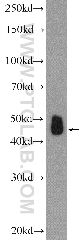 Western Blot (WB) analysis of mouse brain tissue using SHD Polyclonal antibody (20814-1-AP)