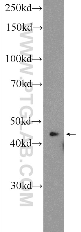Western Blot (WB) analysis of SMMC-7721 cells using SHD Polyclonal antibody (20814-1-AP)