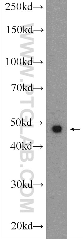 Western Blot (WB) analysis of NIH/3T3 cells using SHD Polyclonal antibody (20814-1-AP)