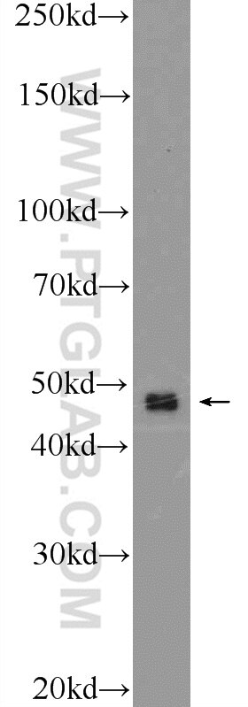 Western Blot (WB) analysis of Neuro-2a cells using SHD Polyclonal antibody (20814-1-AP)