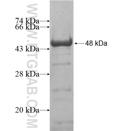 SHD fusion protein Ag15006 SDS-PAGE