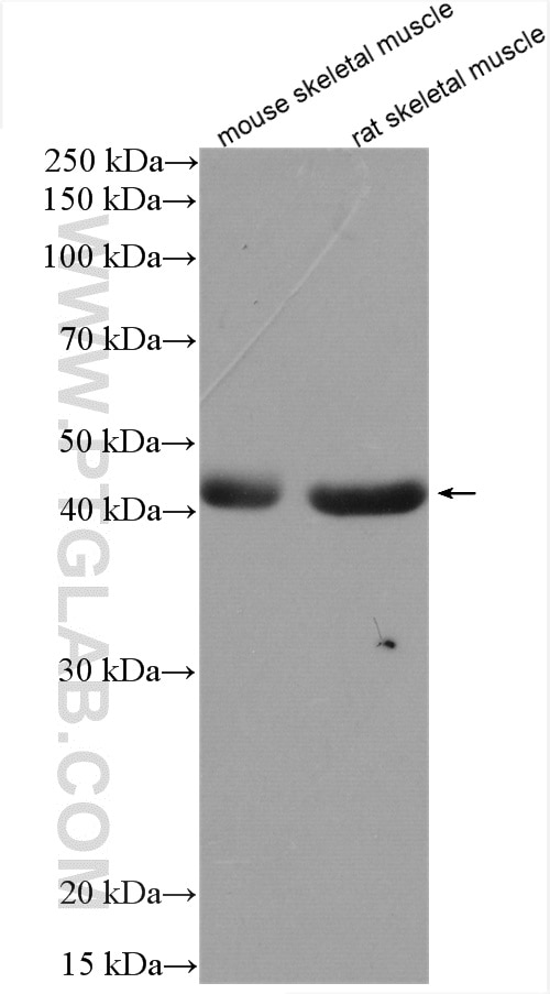 Western Blot (WB) analysis of various lysates using SHF Polyclonal antibody (21909-1-AP)