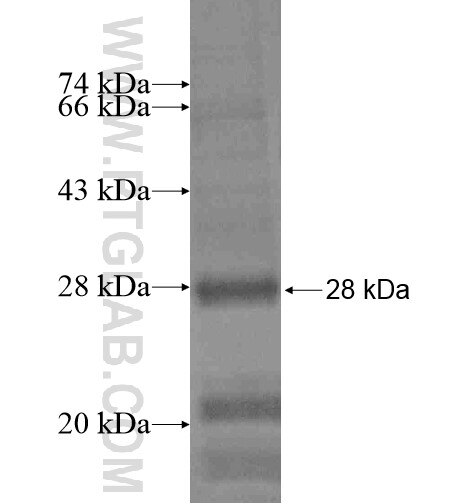 SHF fusion protein Ag15083 SDS-PAGE