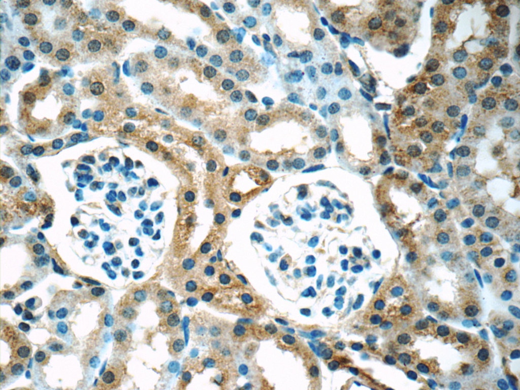 IHC staining of mouse kidney using 20697-1-AP