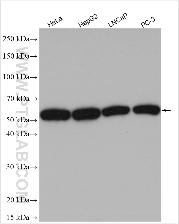 Western Blot (WB) analysis of various lysates using SHH Polyclonal antibody (20697-1-AP)