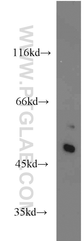 SHH Polyclonal antibody