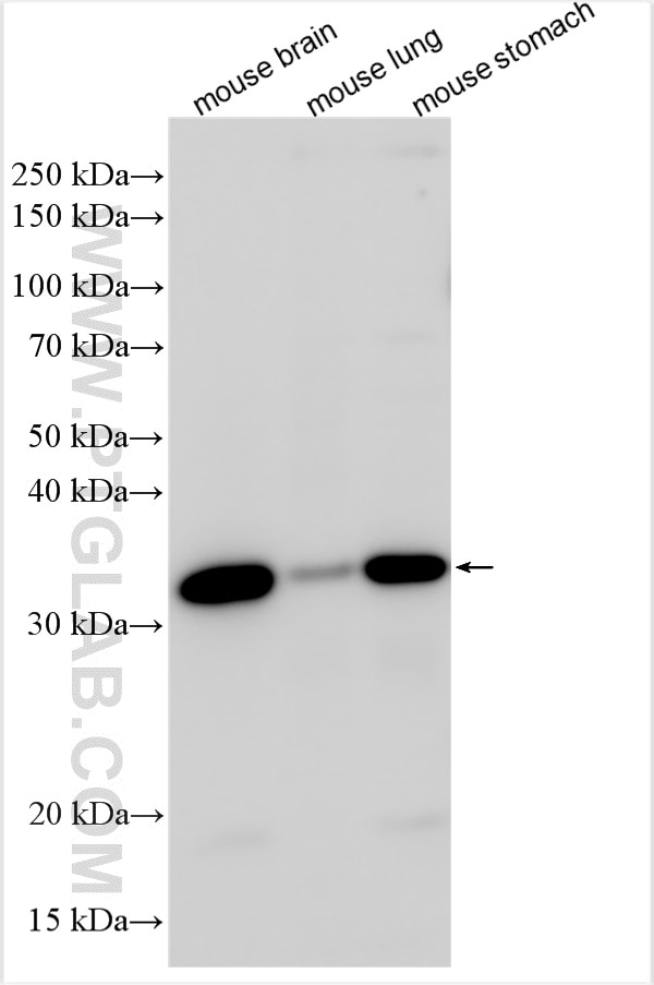 Western Blot (WB) analysis of various lysates using SHH Polyclonal antibody (30951-1-AP)
