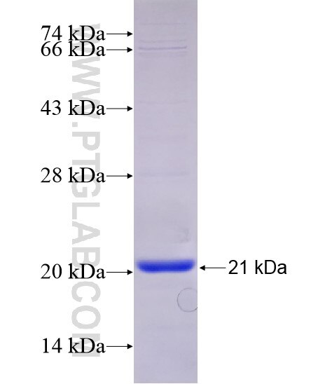 SHH fusion protein Ag29113 SDS-PAGE