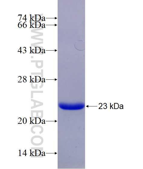 SHH fusion protein Ag29133 SDS-PAGE