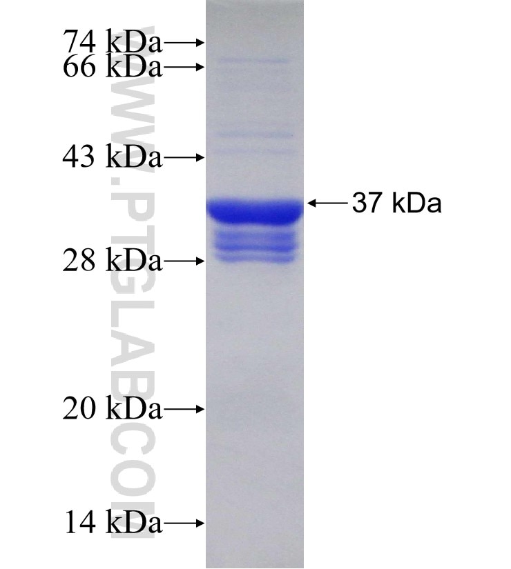 SHH fusion protein Ag31338 SDS-PAGE