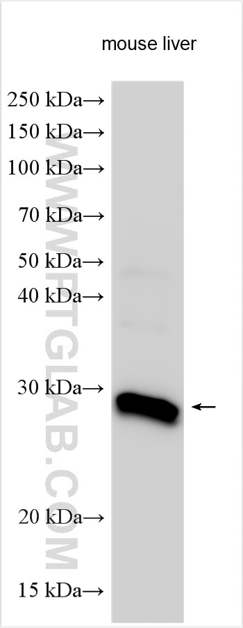 Western Blot (WB) analysis of various lysates using SHISA3 Polyclonal antibody (24982-1-AP)