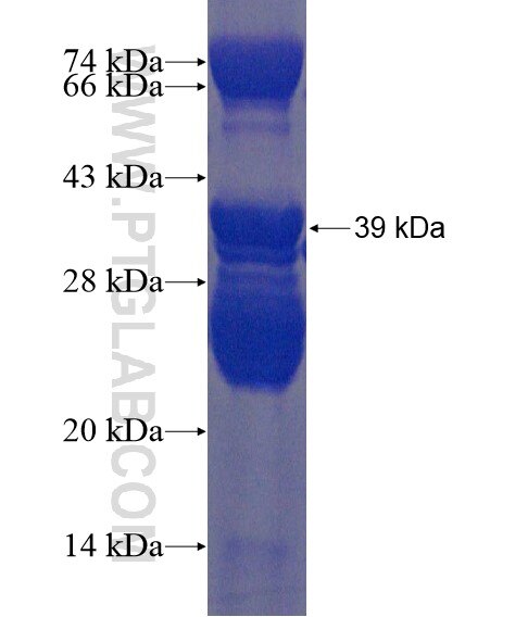 SHISA3 fusion protein Ag21751 SDS-PAGE