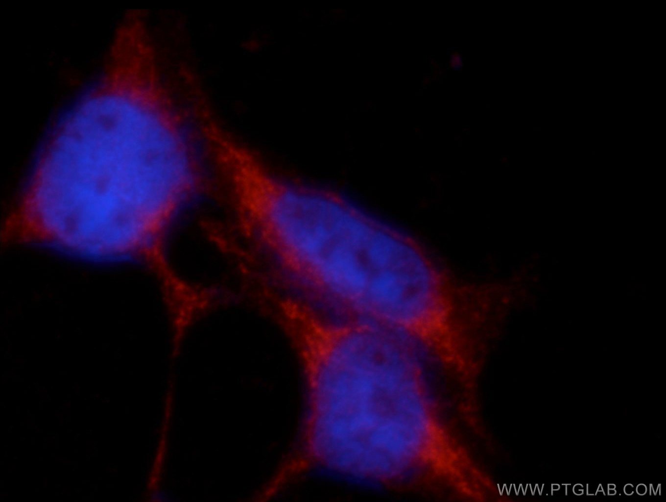 Immunofluorescence (IF) / fluorescent staining of HEK-293 cells using SHISA4 Polyclonal antibody (22197-1-AP)