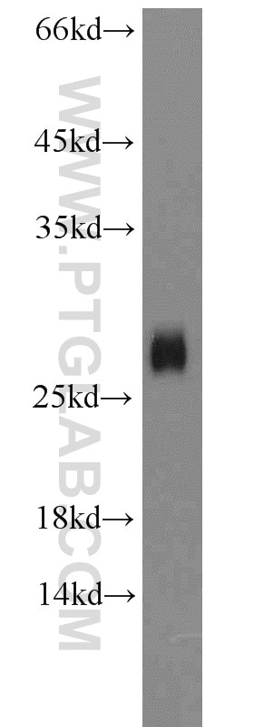 Western Blot (WB) analysis of mouse brain tissue using SHISA4 Polyclonal antibody (22197-1-AP)