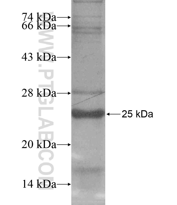 SHISA4 fusion protein Ag17357 SDS-PAGE