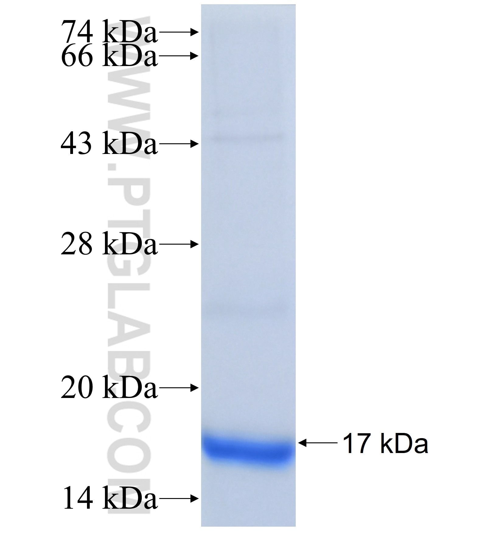 SHISA5 fusion protein Ag40848 SDS-PAGE