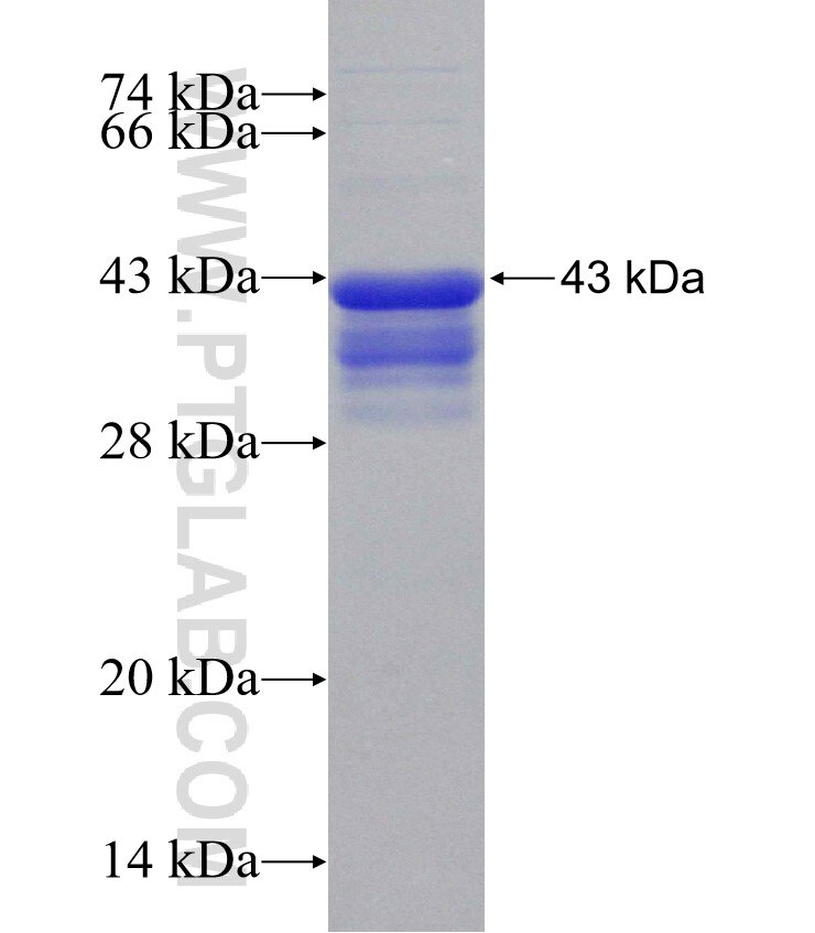 SHISA8 fusion protein Ag31420 SDS-PAGE