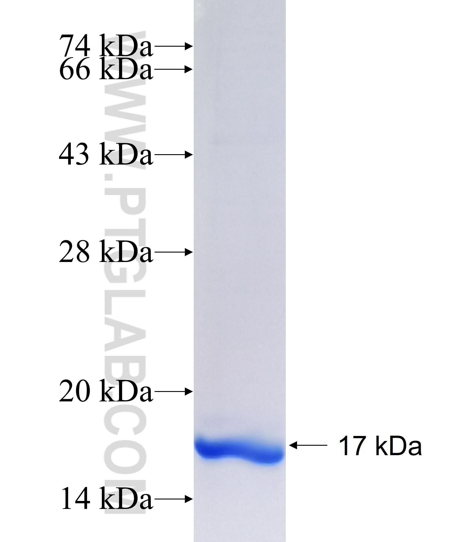 SHISA9 fusion protein Ag34884 SDS-PAGE