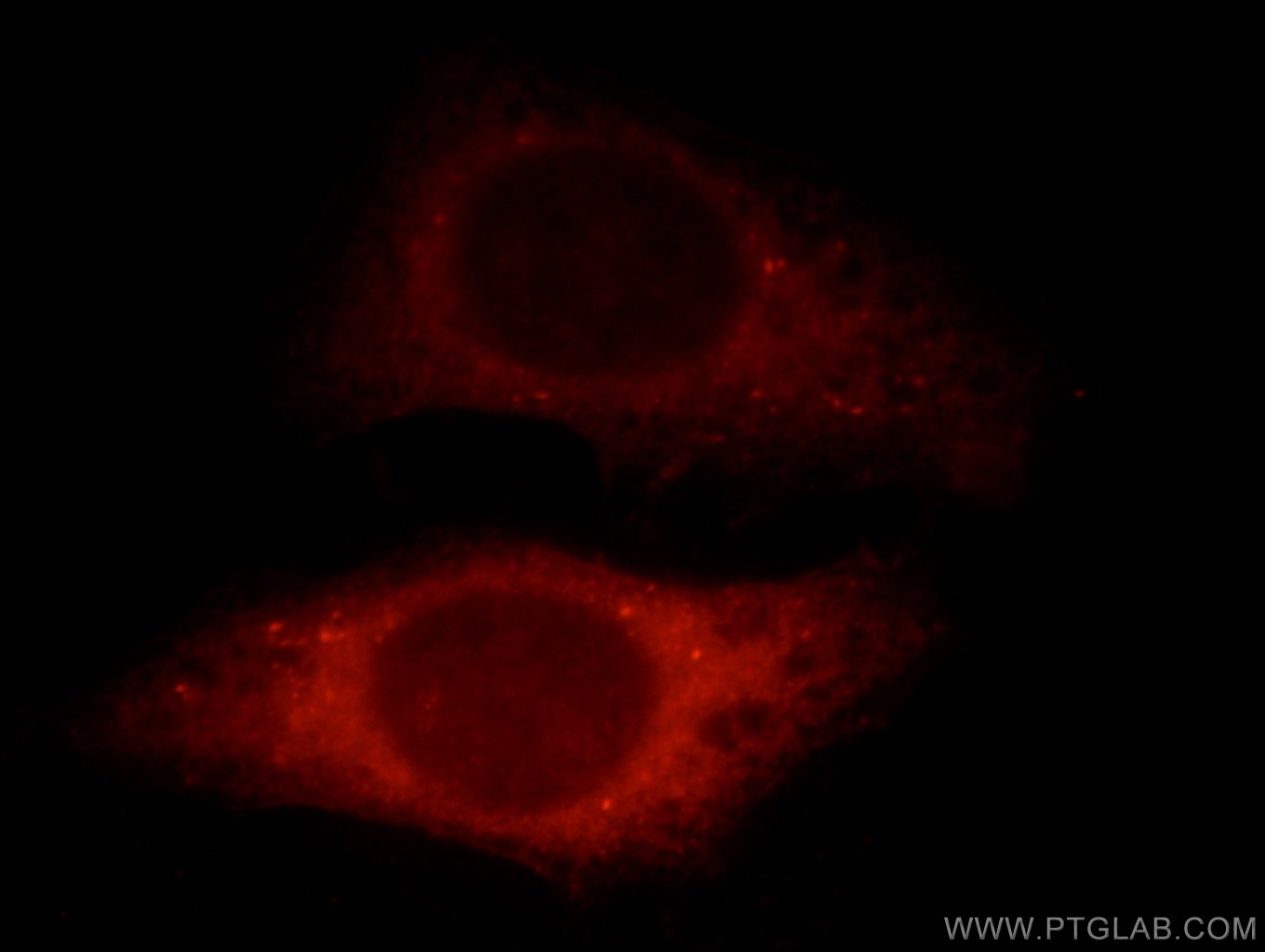 Immunofluorescence (IF) / fluorescent staining of HepG2 cells using SHKBP1 Polyclonal antibody (12703-1-AP)