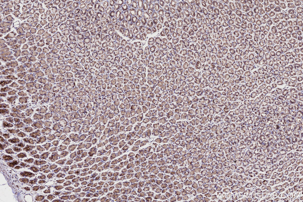 Immunohistochemistry (IHC) staining of rat stomach tissue using SHKBP1 Polyclonal antibody (12703-1-AP)