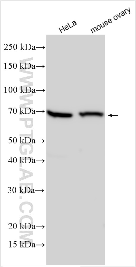 Western Blot (WB) analysis of various lysates using SHLD3 Polyclonal antibody (30735-1-AP)