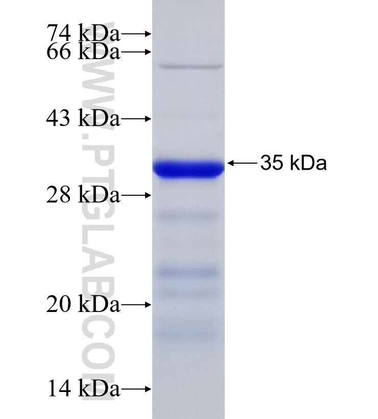 SHLD3 fusion protein Ag32940 SDS-PAGE